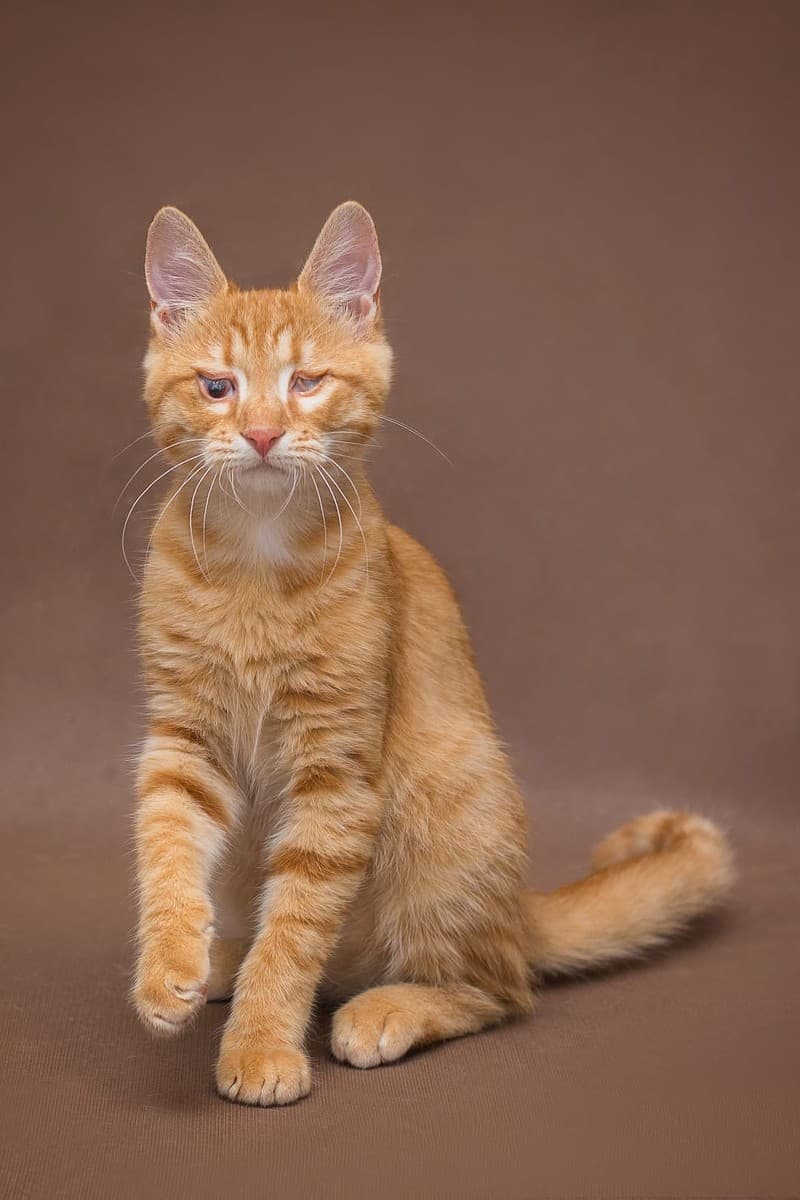 Саймон медиа 3