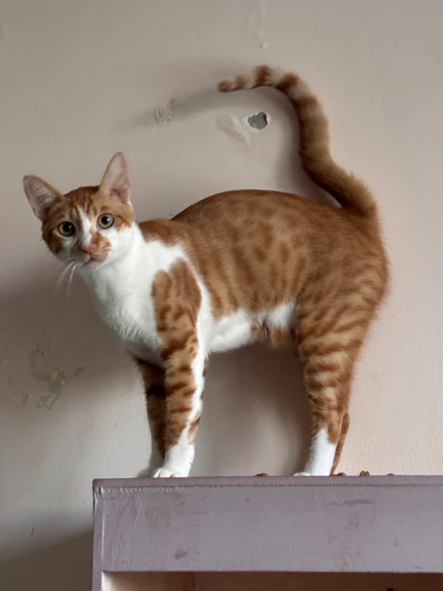 Маркиз медиа 2