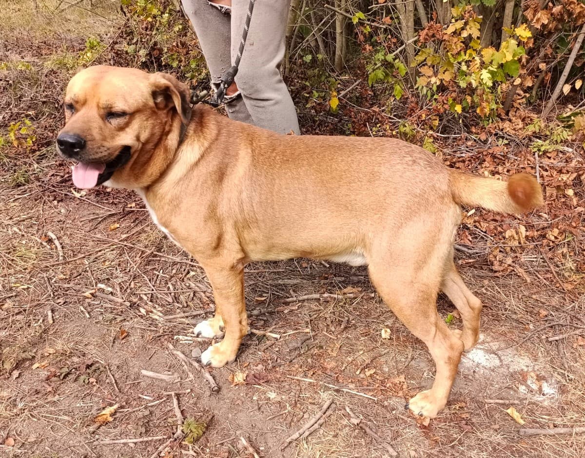 Бутч медиа 4