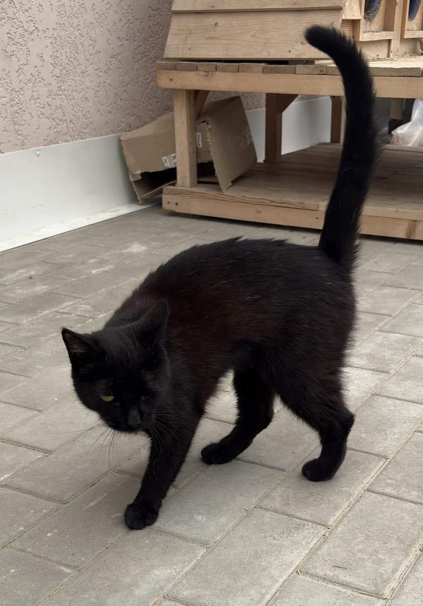 Кошка Кефаль медиа 7