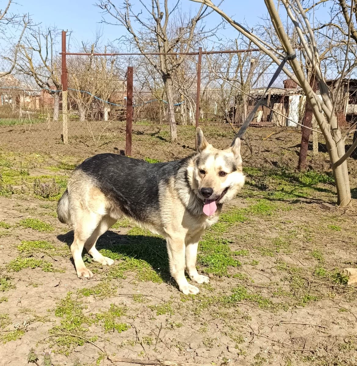 Арчи медиа 3