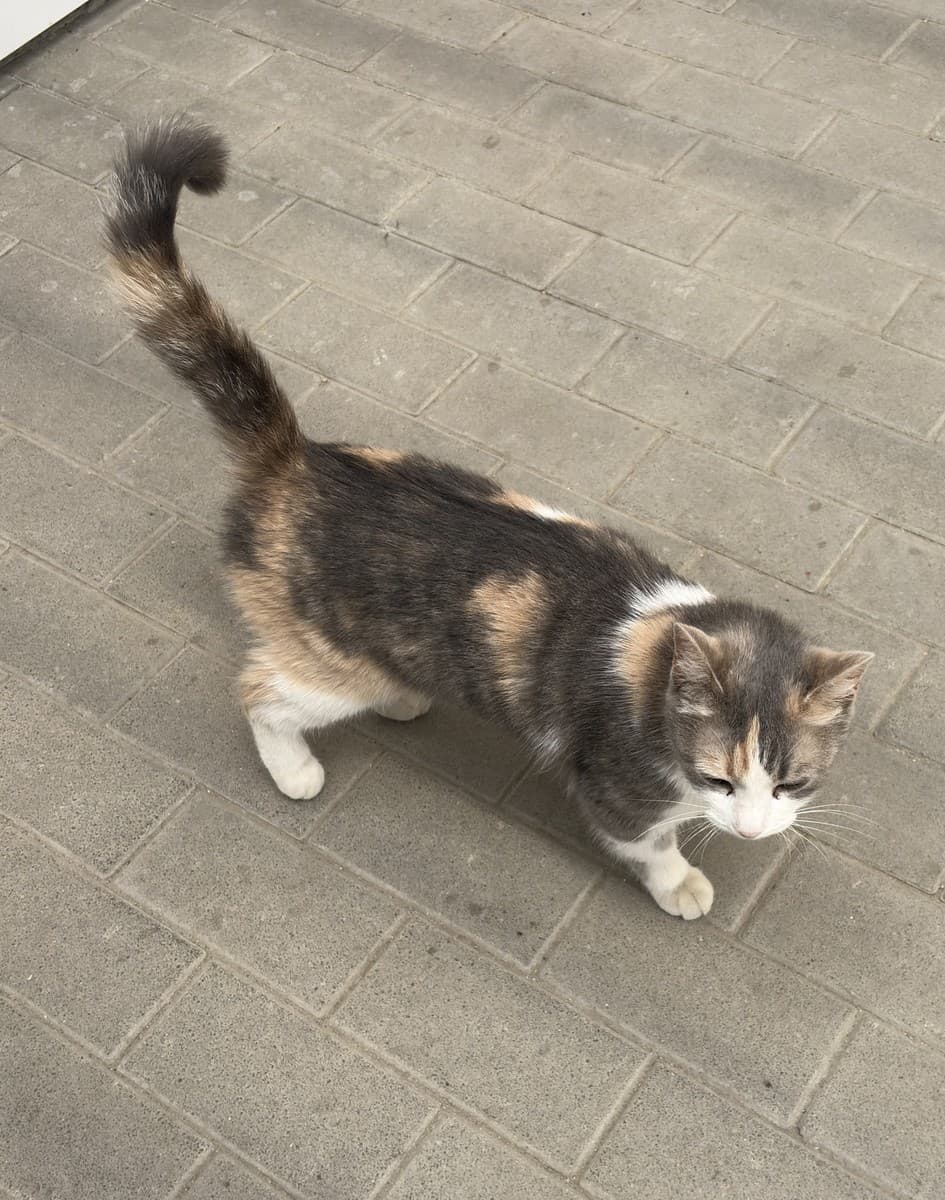 Кошка Весна медиа 6