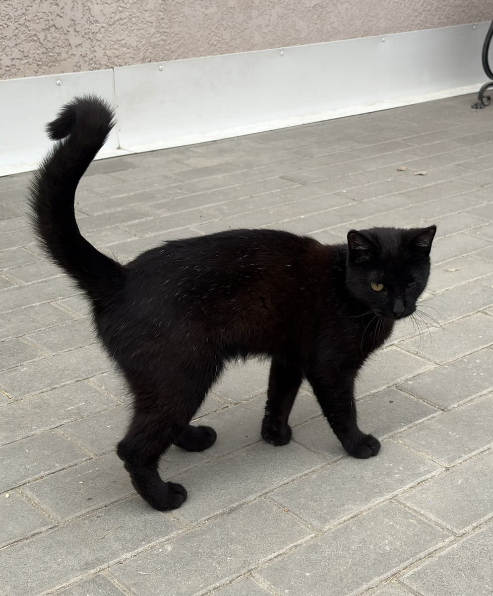 Кошка Кефаль медиа 4