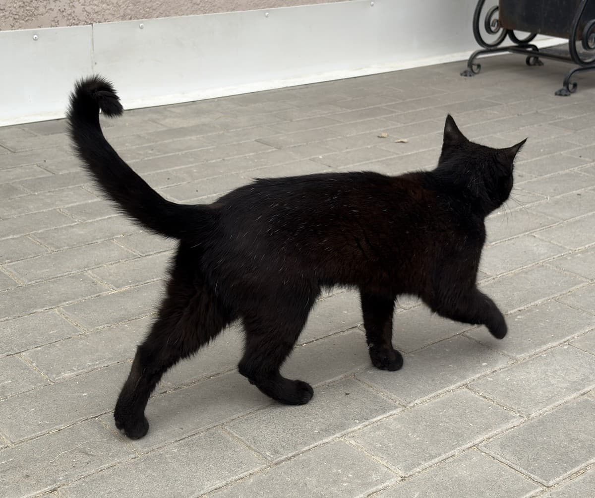 Кошка Кефаль медиа 5