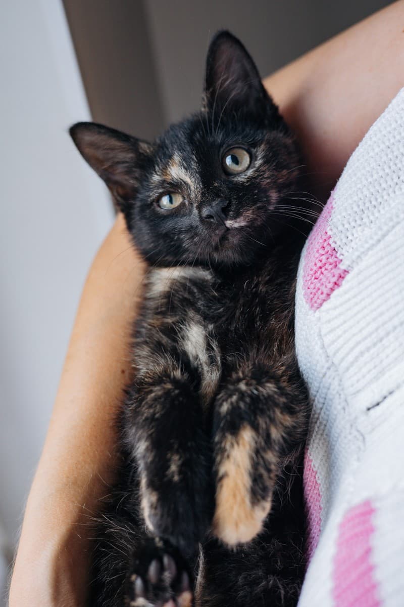 Вишня медиа 5