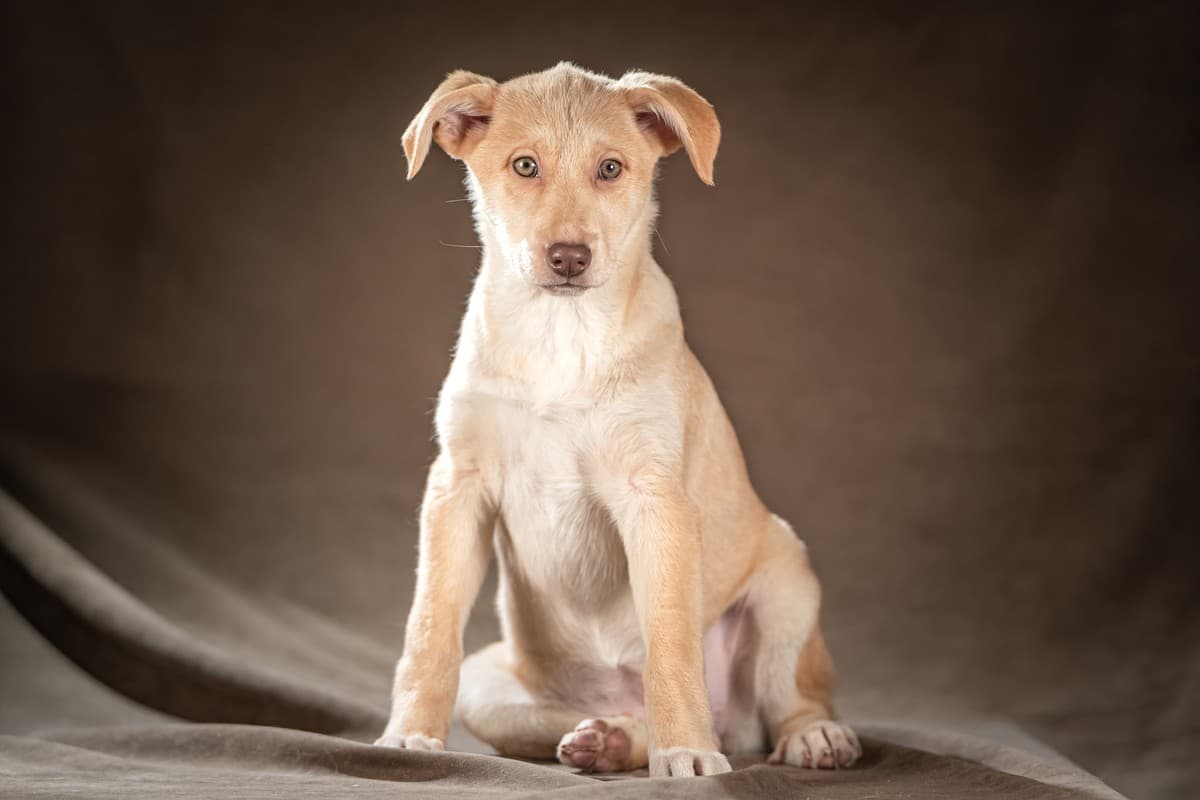 Мейбл медиа 5