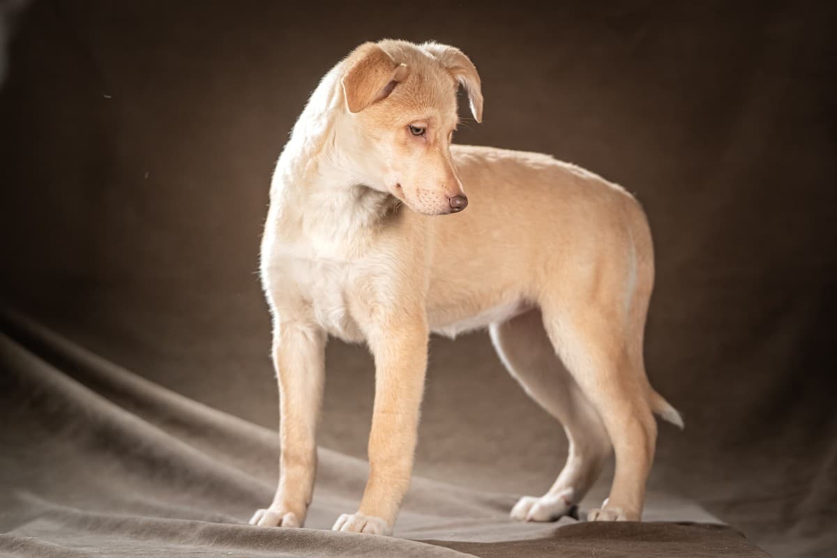 Мейбл медиа 6