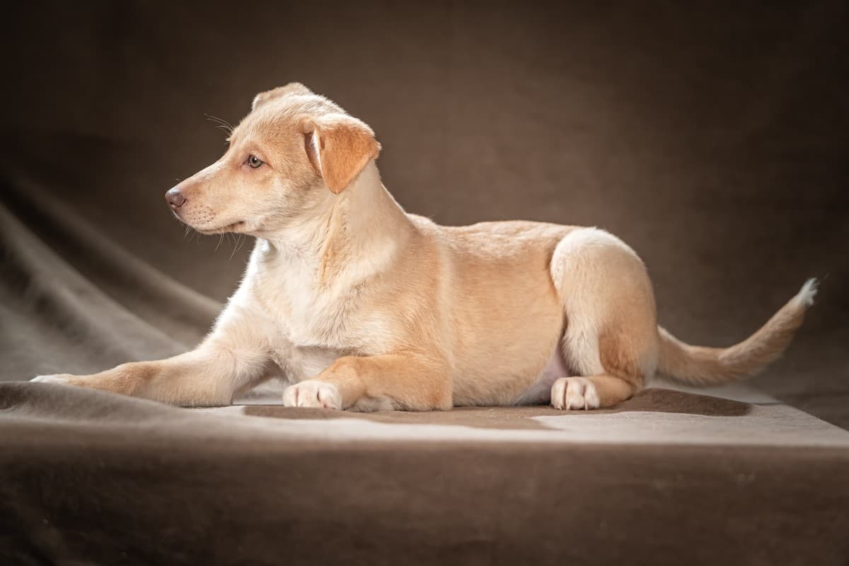 Мейбл медиа 7