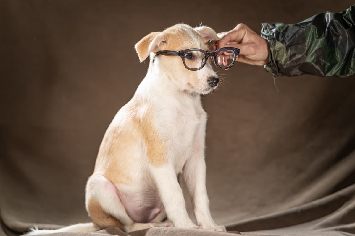 Майло медиа 5