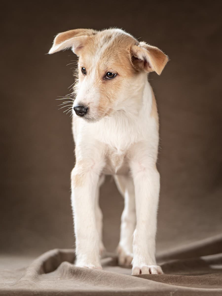 Майло медиа 6