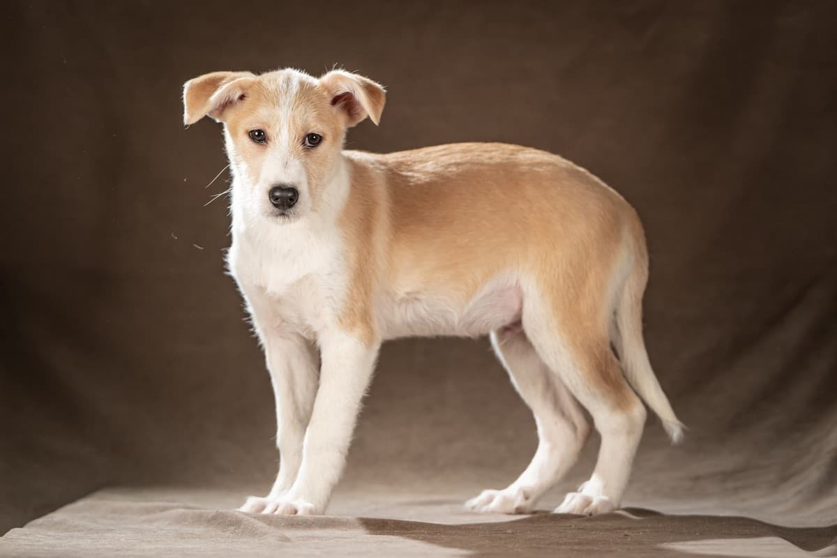 Майло медиа 7