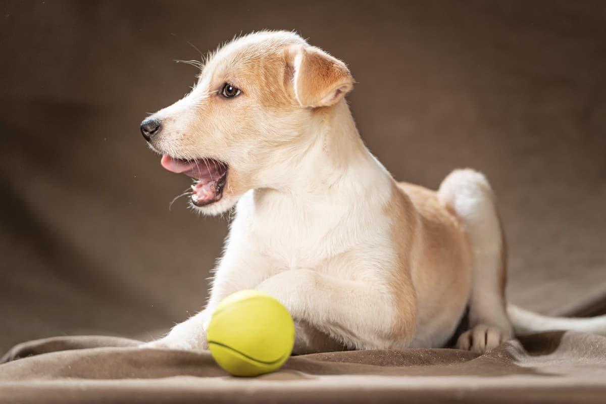 Майло медиа 8