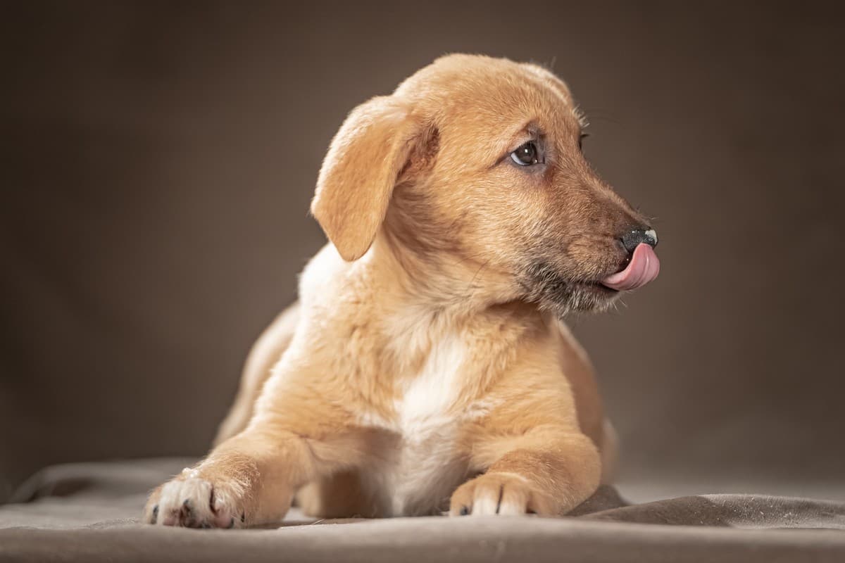 Мейси медиа 5