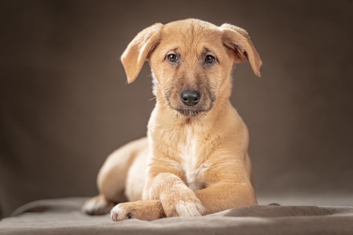 Мейси медиа 6