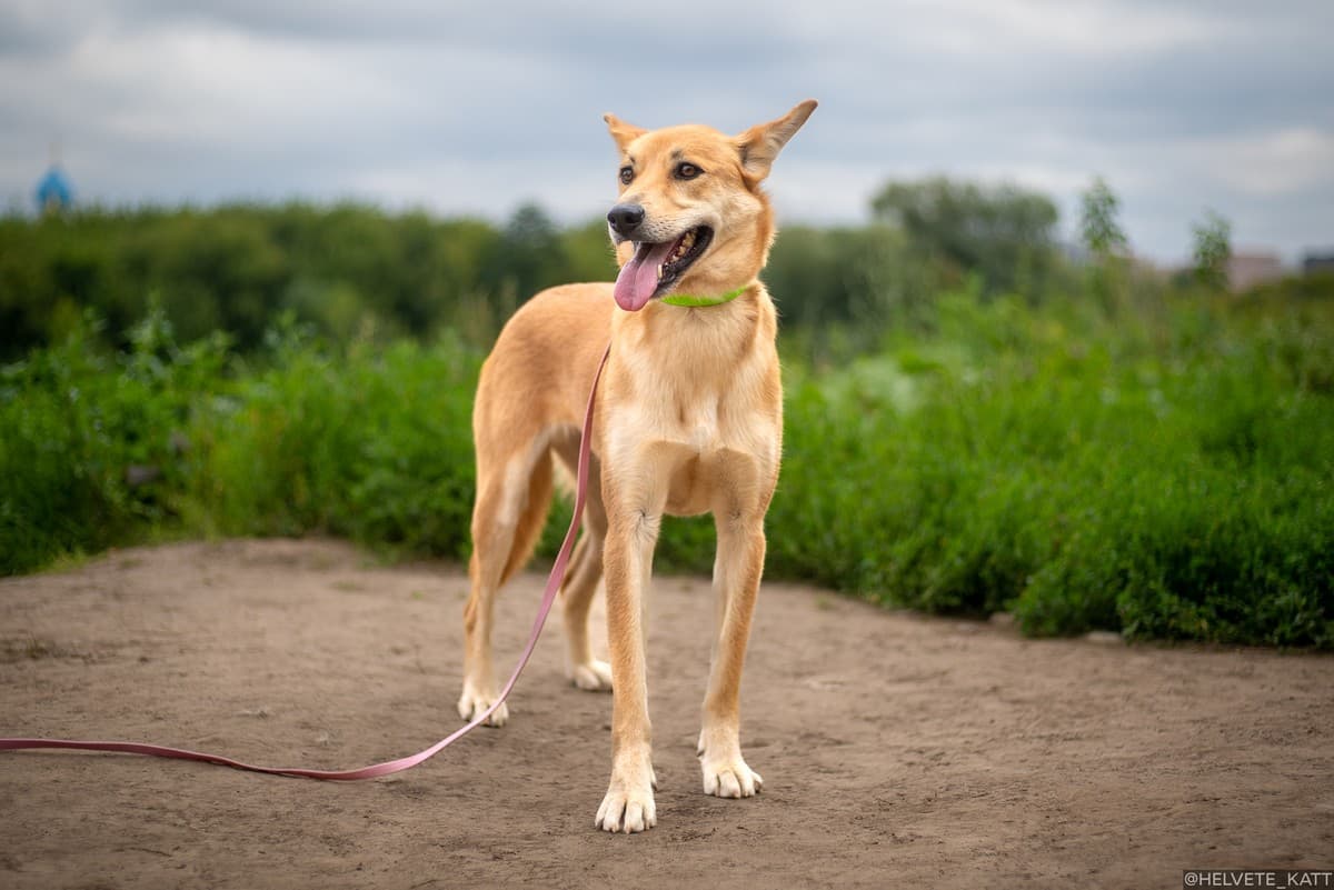 Молли медиа 8