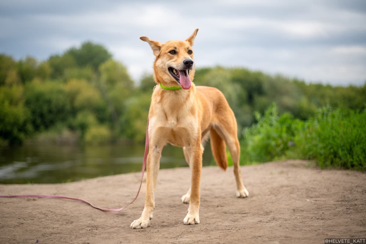 Молли медиа 5