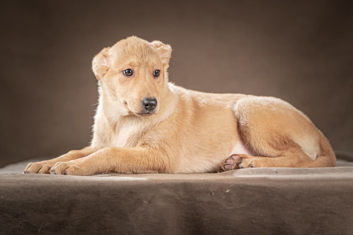 Молли медиа 5