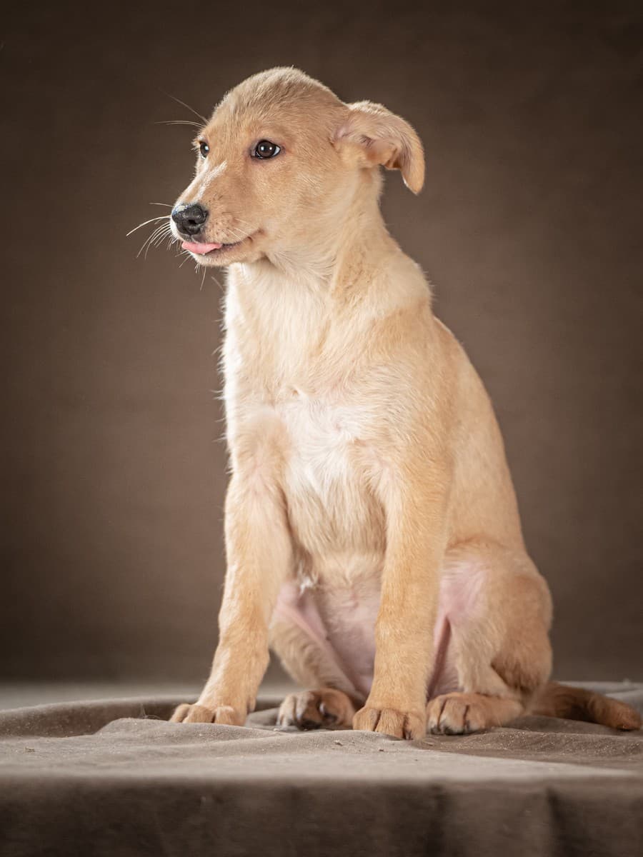 Молли медиа 6