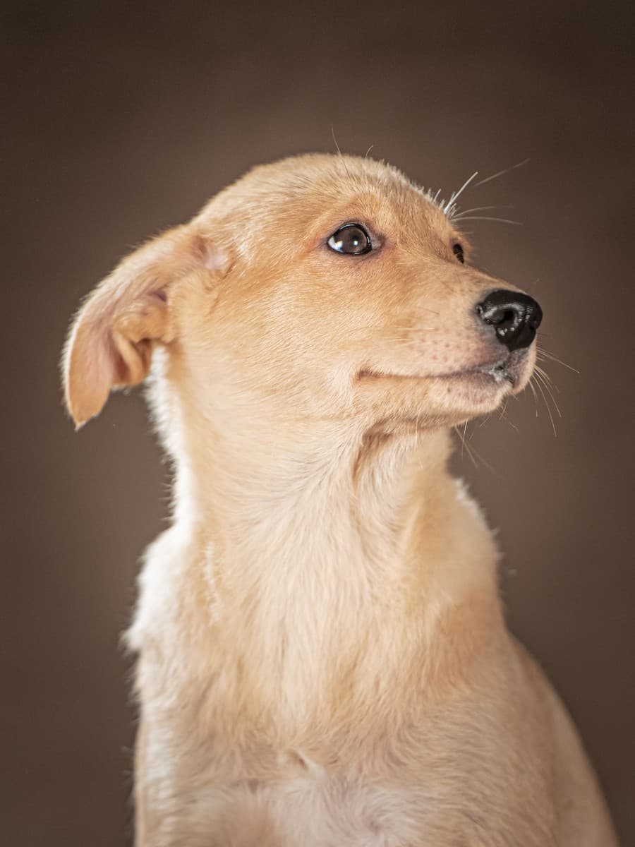 Молли медиа 7