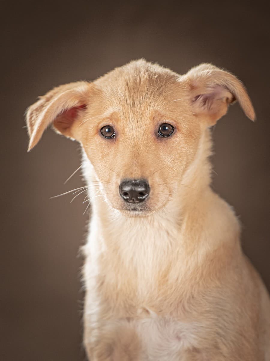 Молли медиа 8