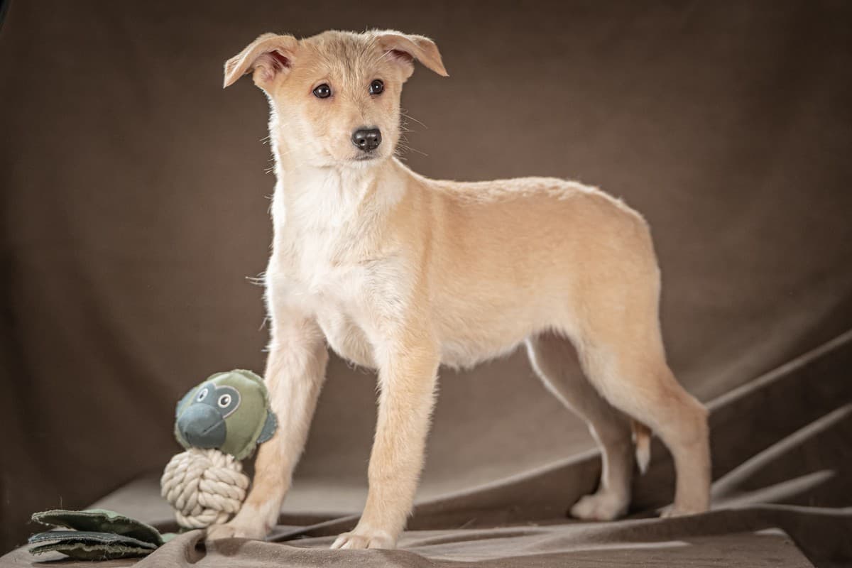 Мелани медиа 2