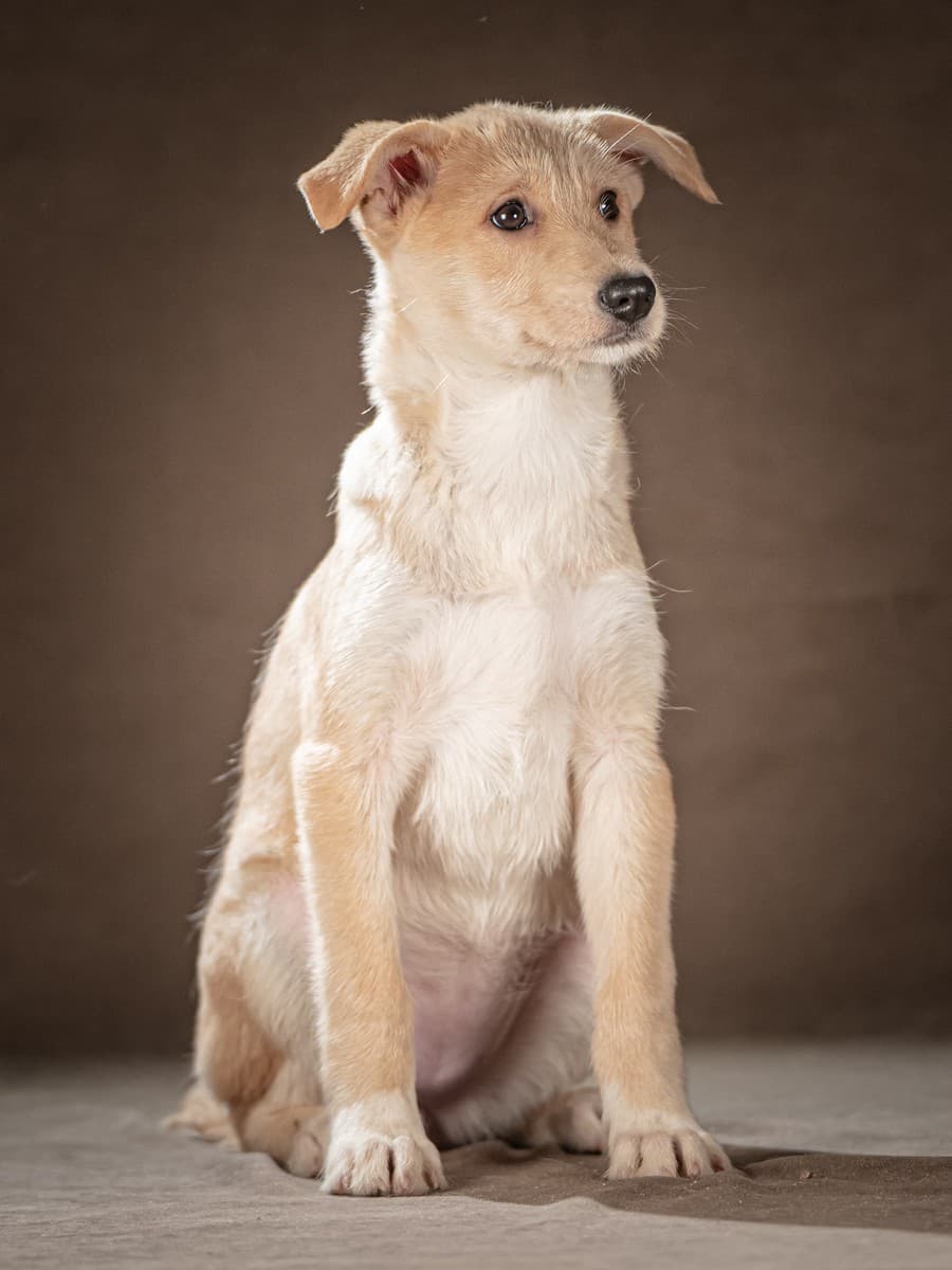 Мелани медиа 3