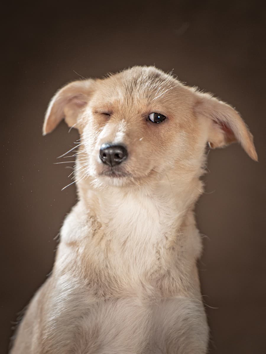 Мелани медиа 4