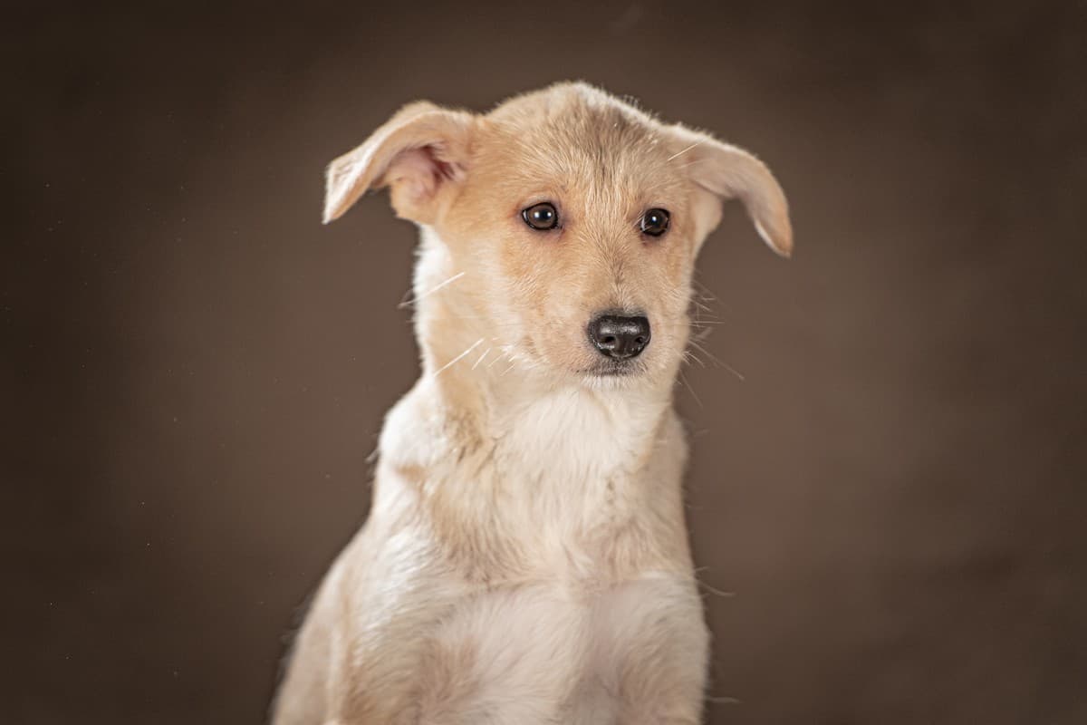 Мелани медиа 5