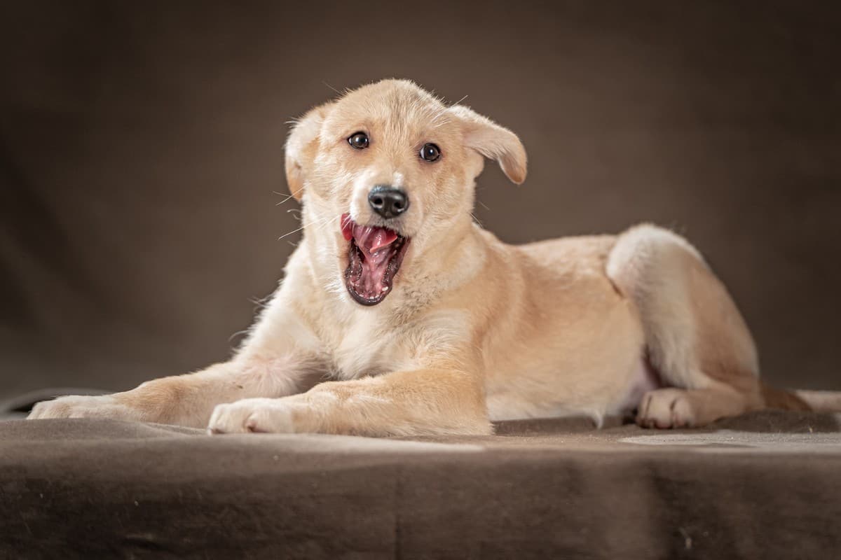 Мелани медиа 6