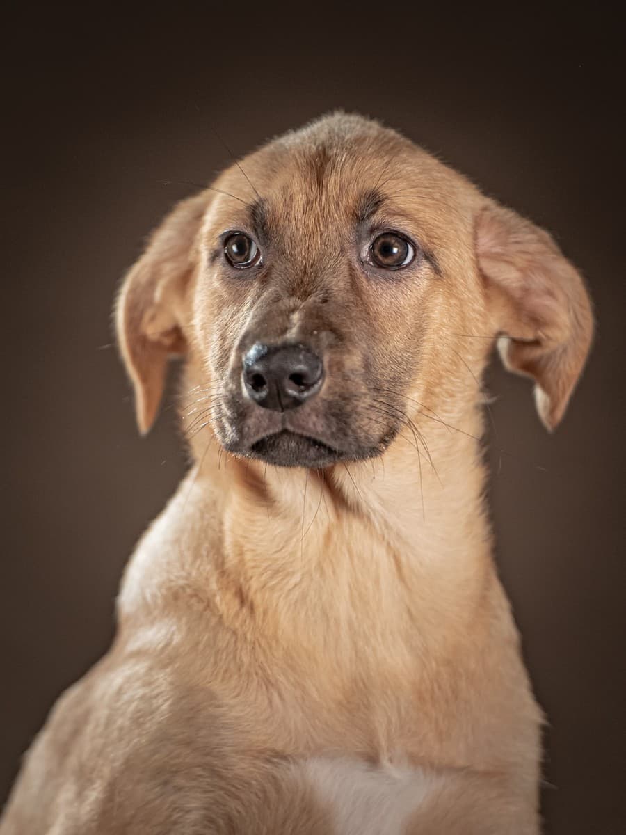 Мегги медиа 5