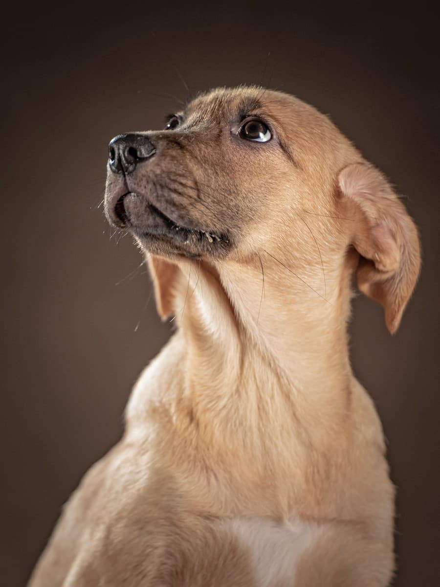 Мегги медиа 6