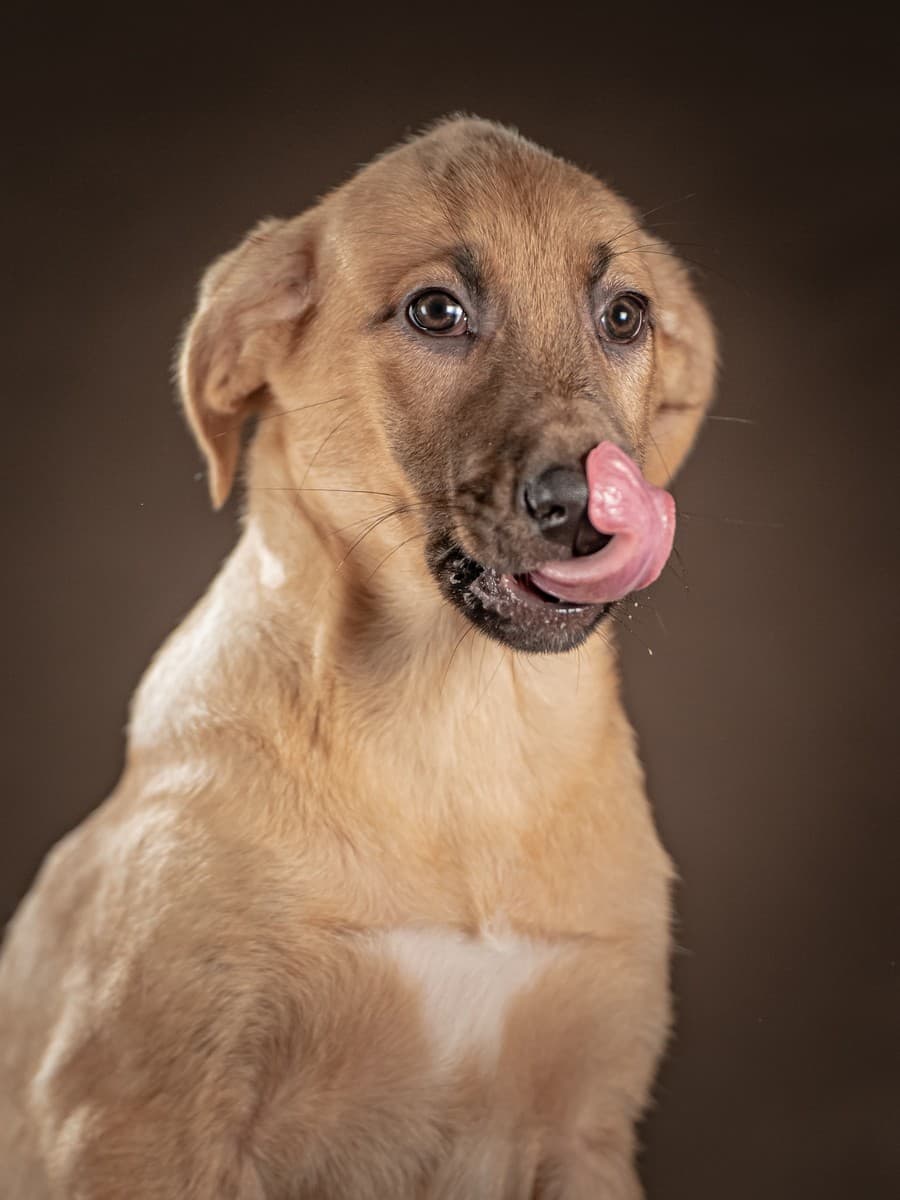 Мегги медиа 7