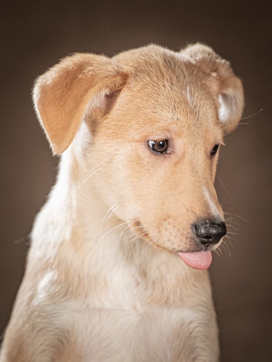 Марли медиа 4