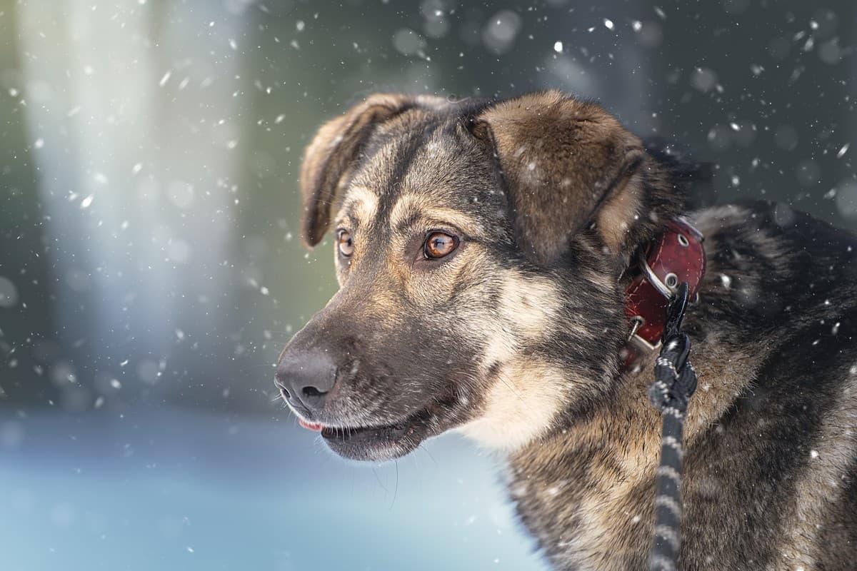 Эстери медиа 6