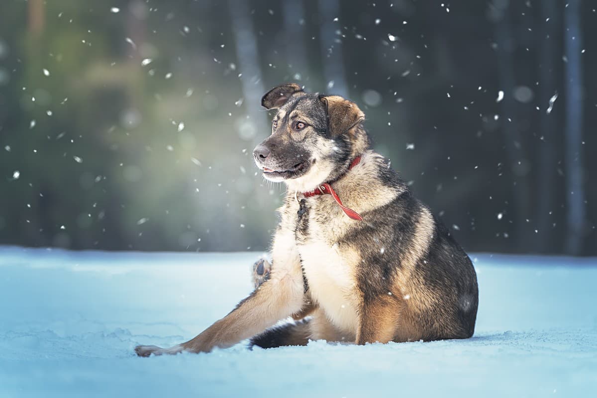 Эстери медиа 3