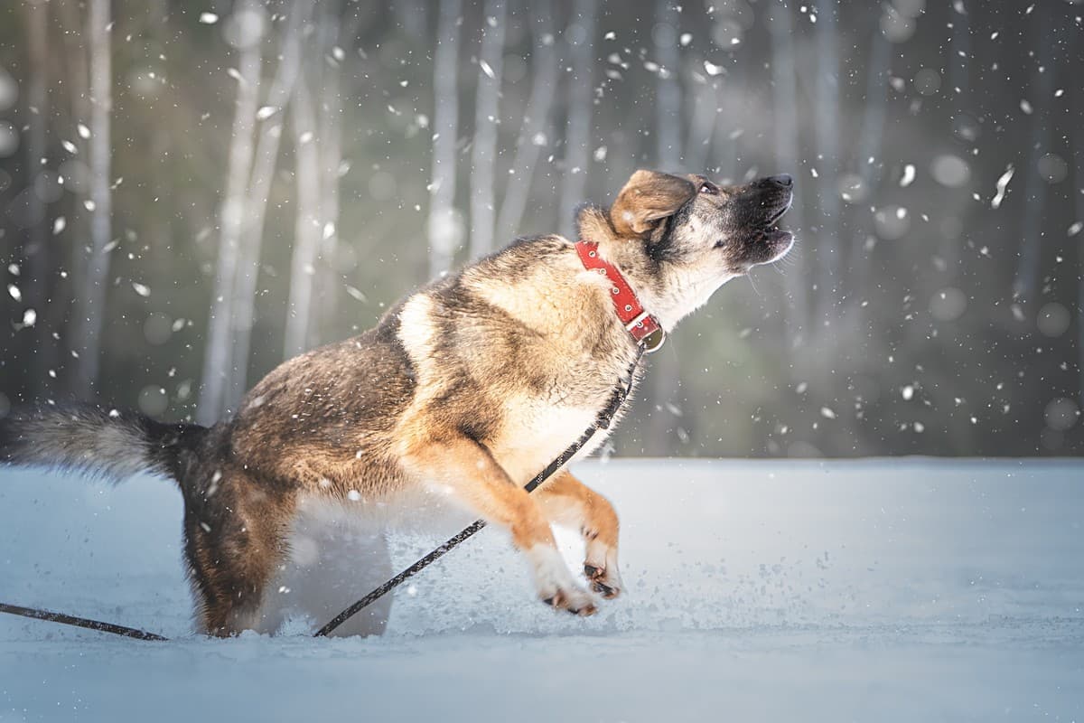 Эстери медиа 7