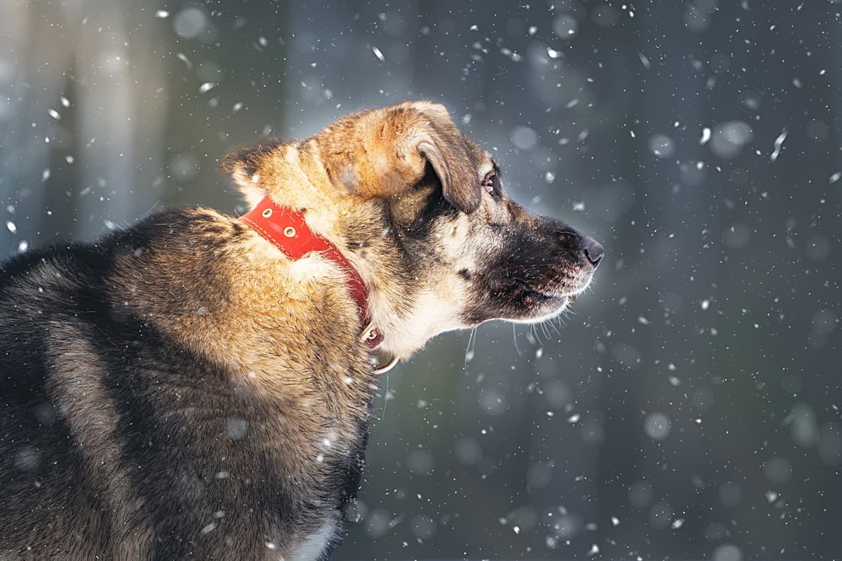 Эстери медиа 4