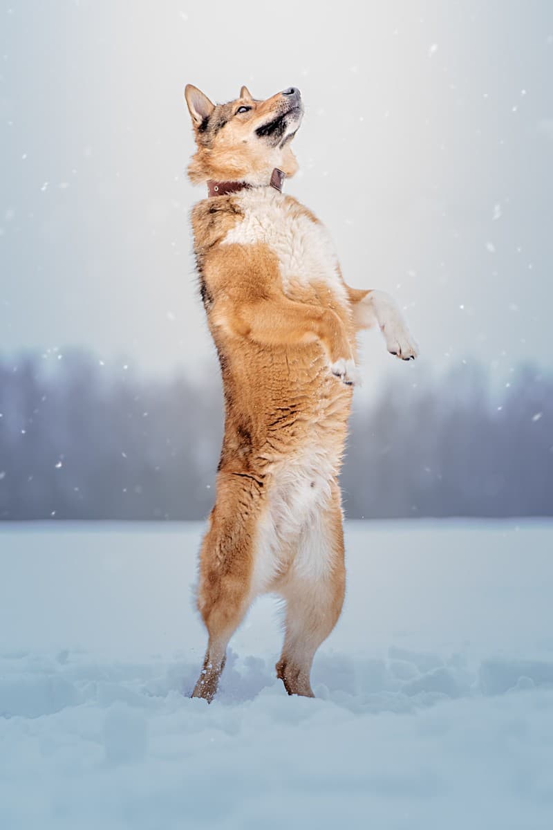 Синги медиа 8