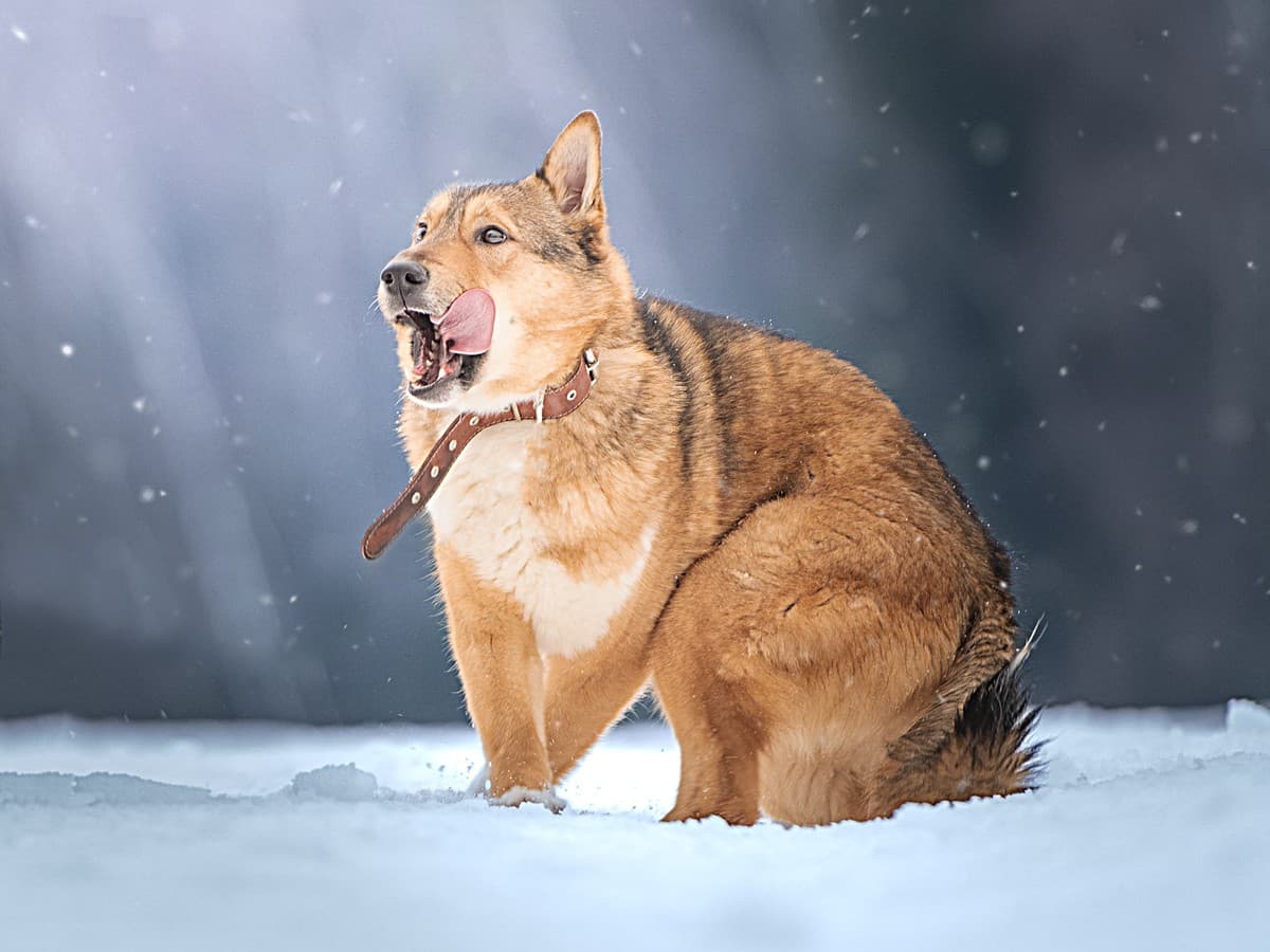 Синги медиа 5