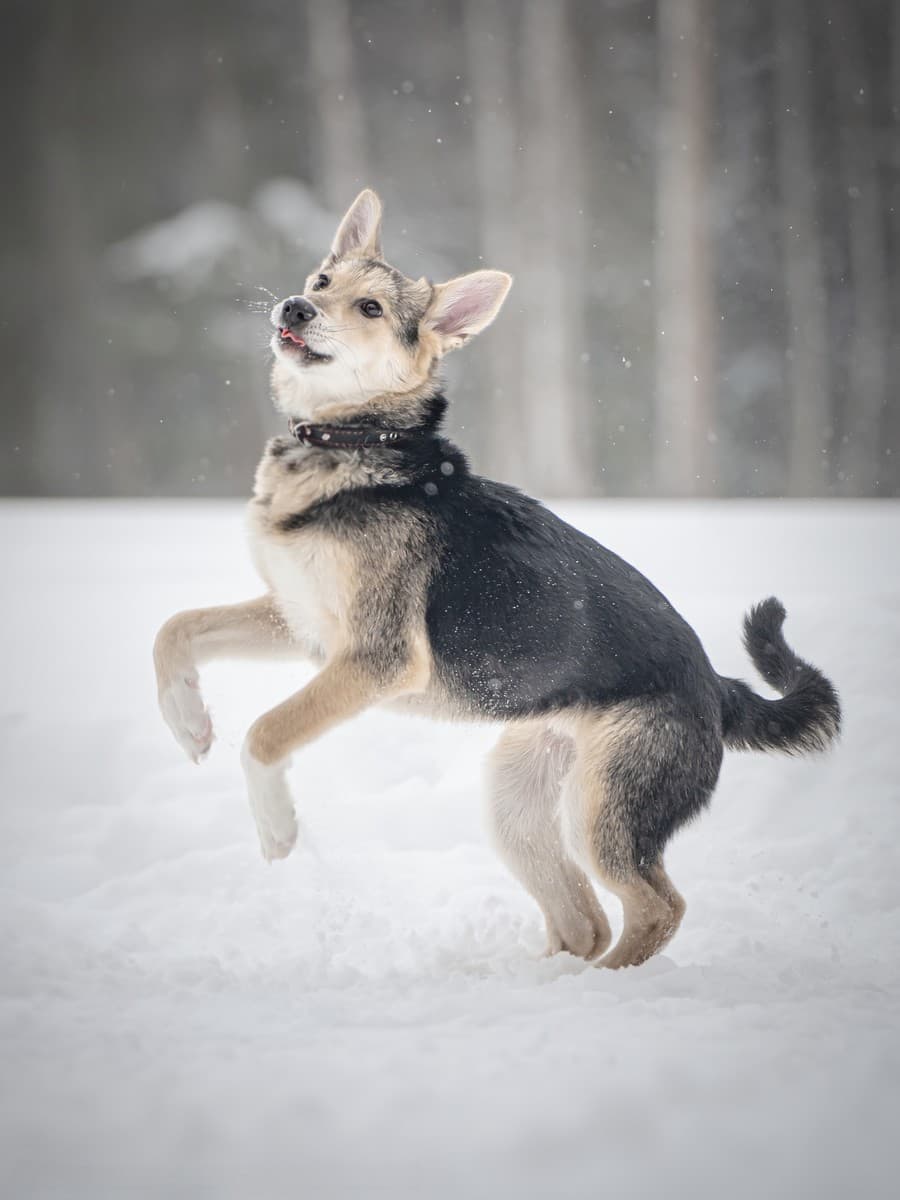 Мира медиа 5