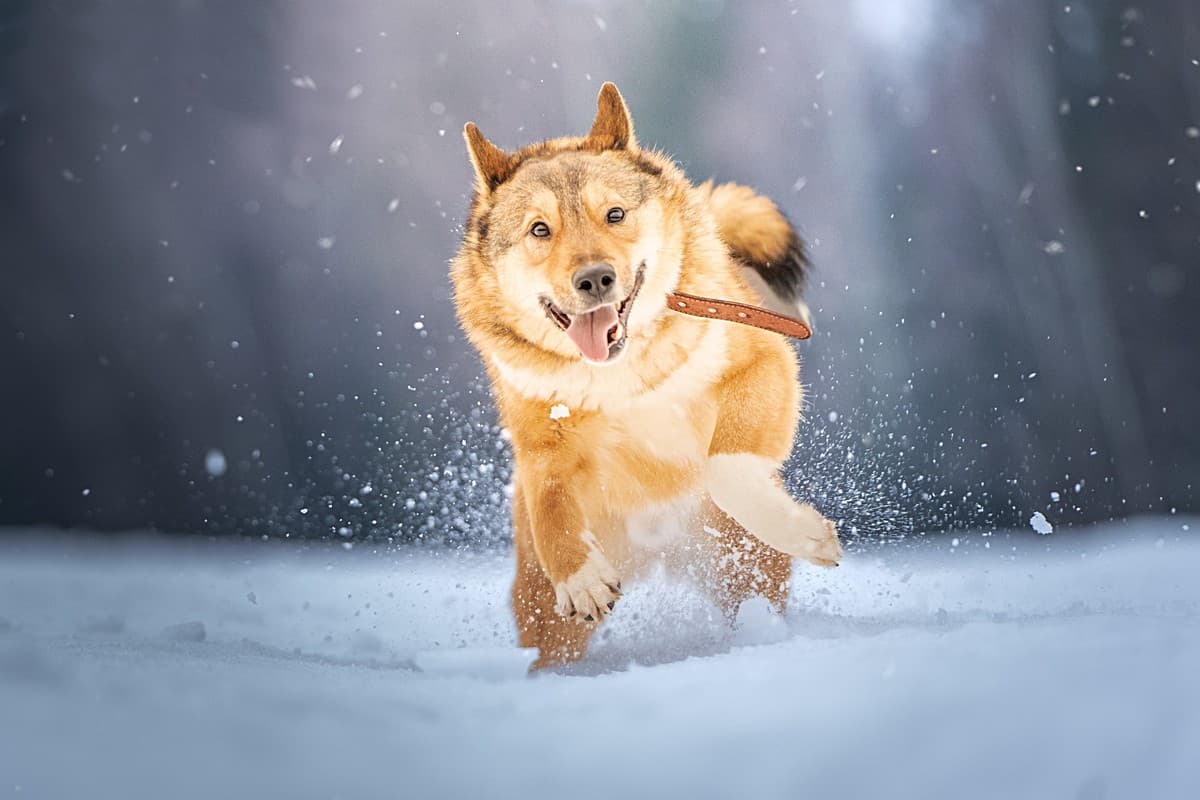 Синги медиа 6