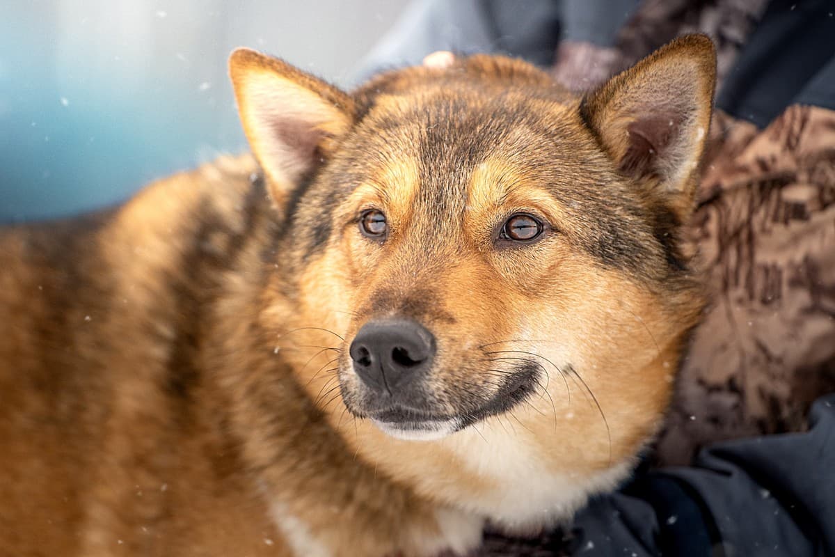 Синги медиа 10