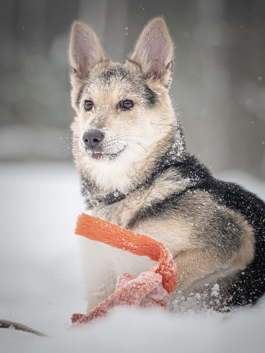 Мира медиа 8