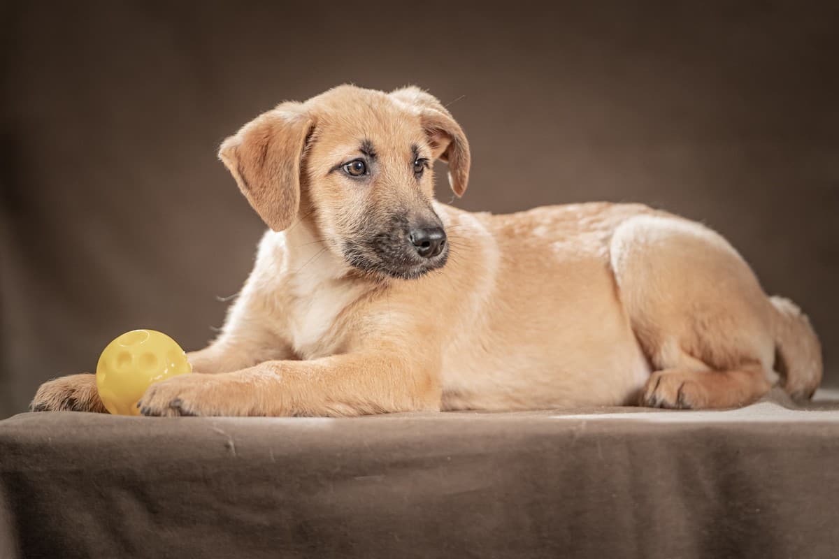 Мачо медиа 6