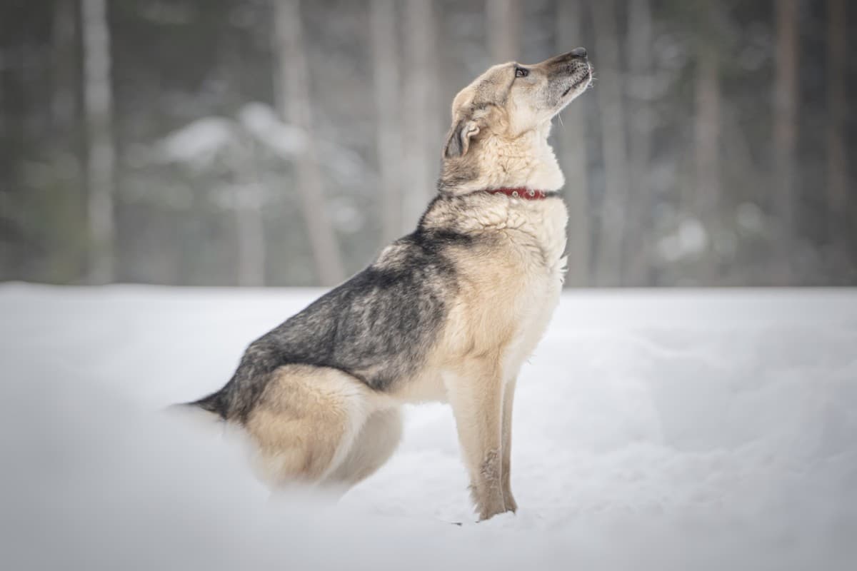 Грей медиа 5