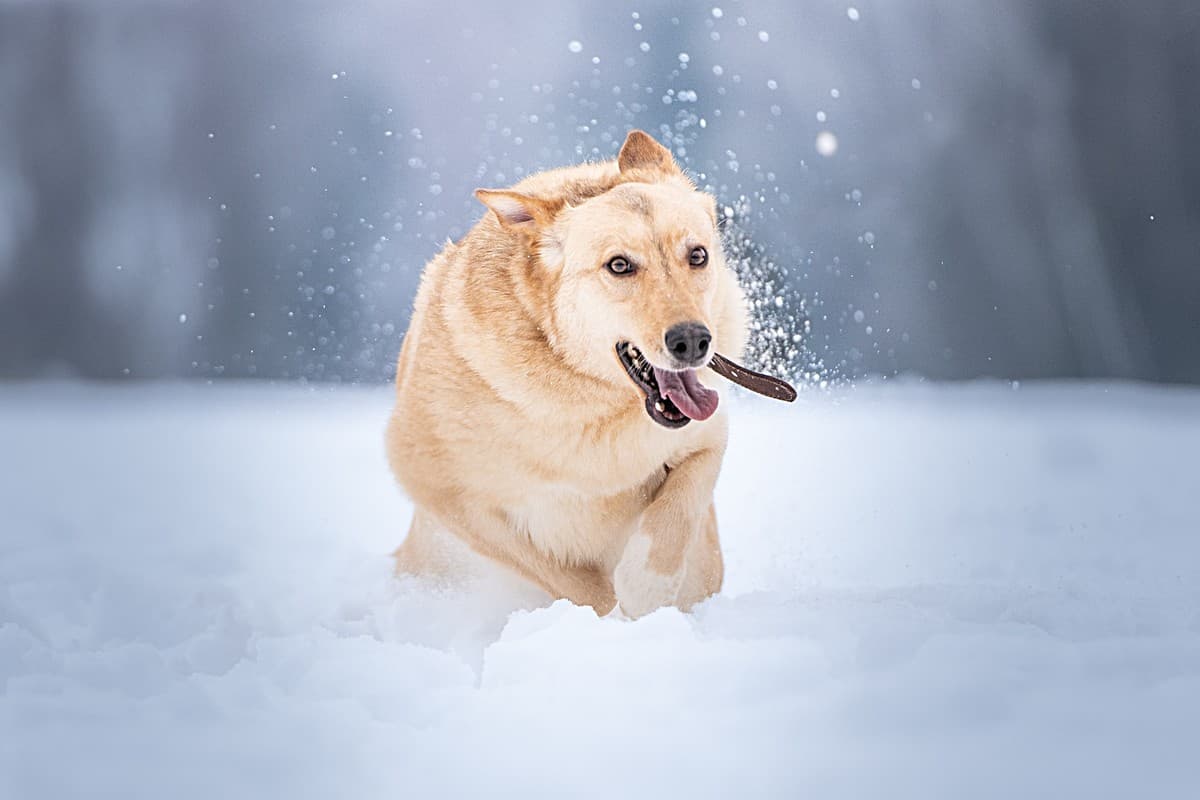 Линдси медиа 5