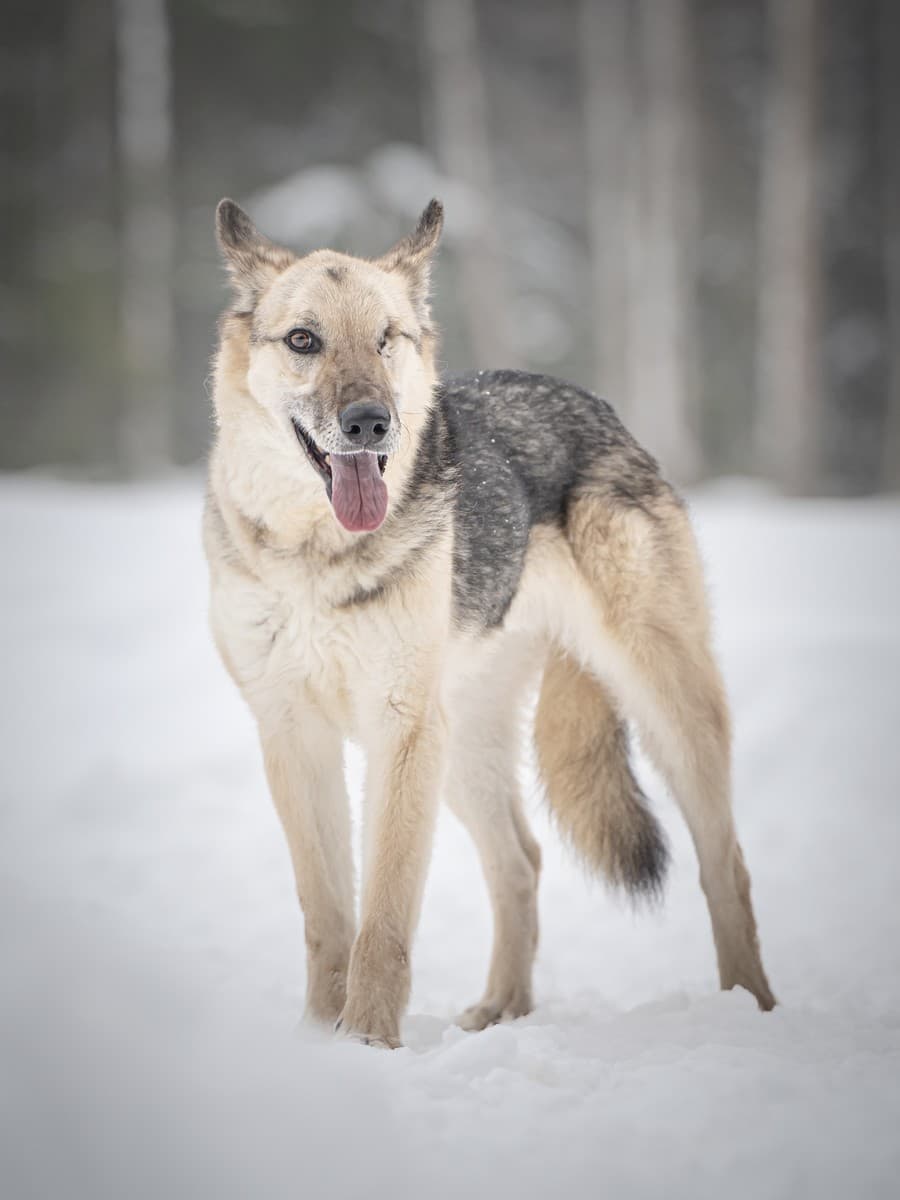 Грей медиа 7