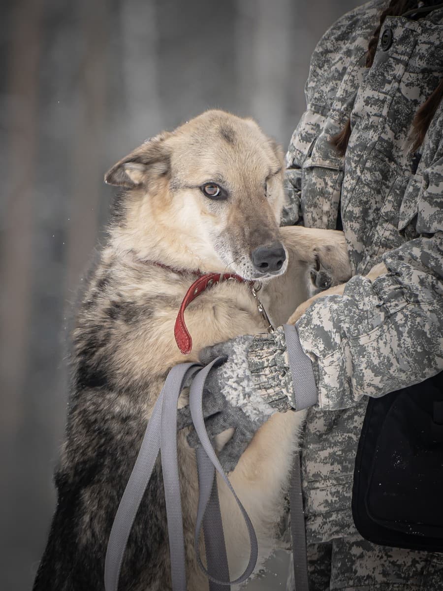 Грей медиа 8