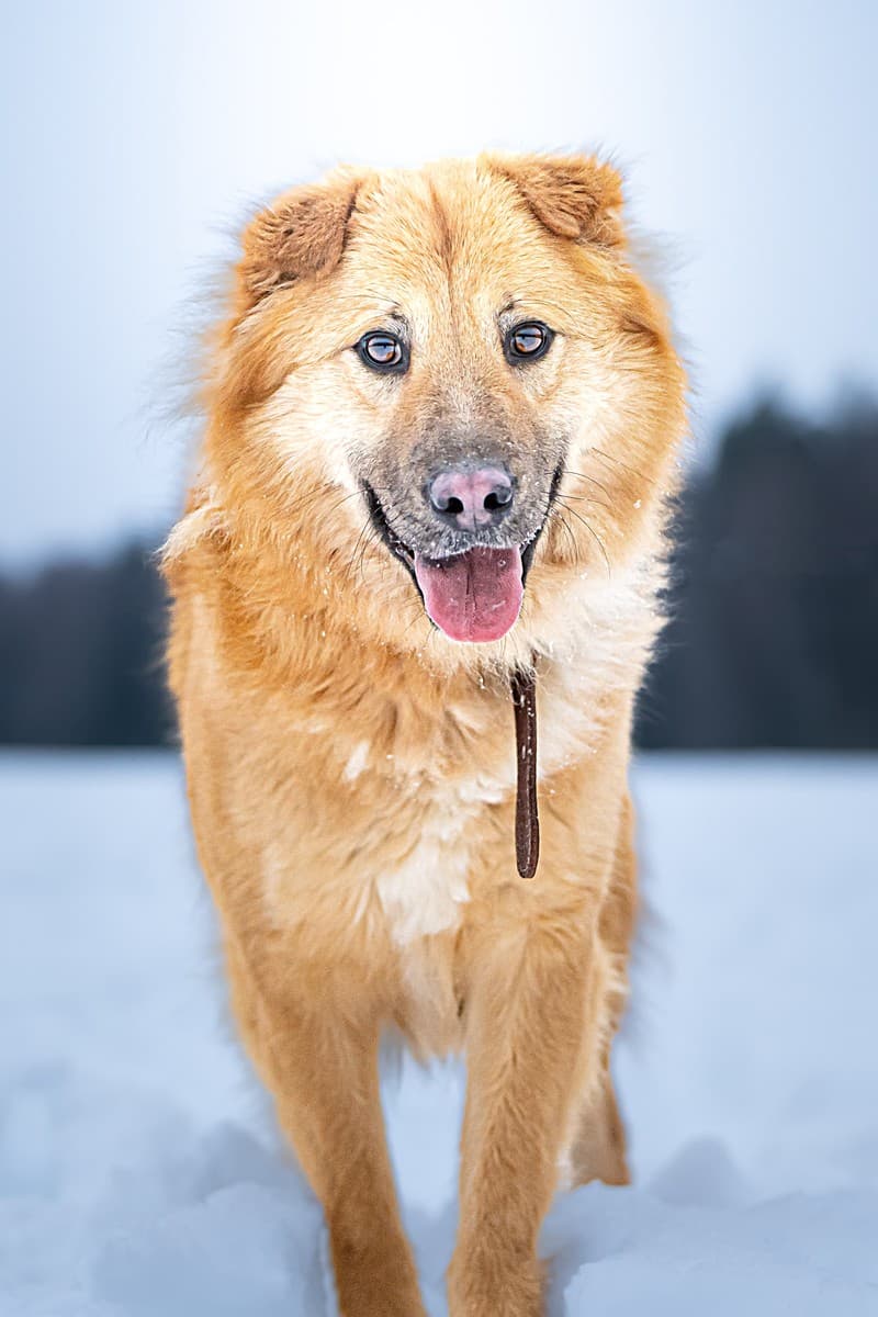 Дюшес медиа 6