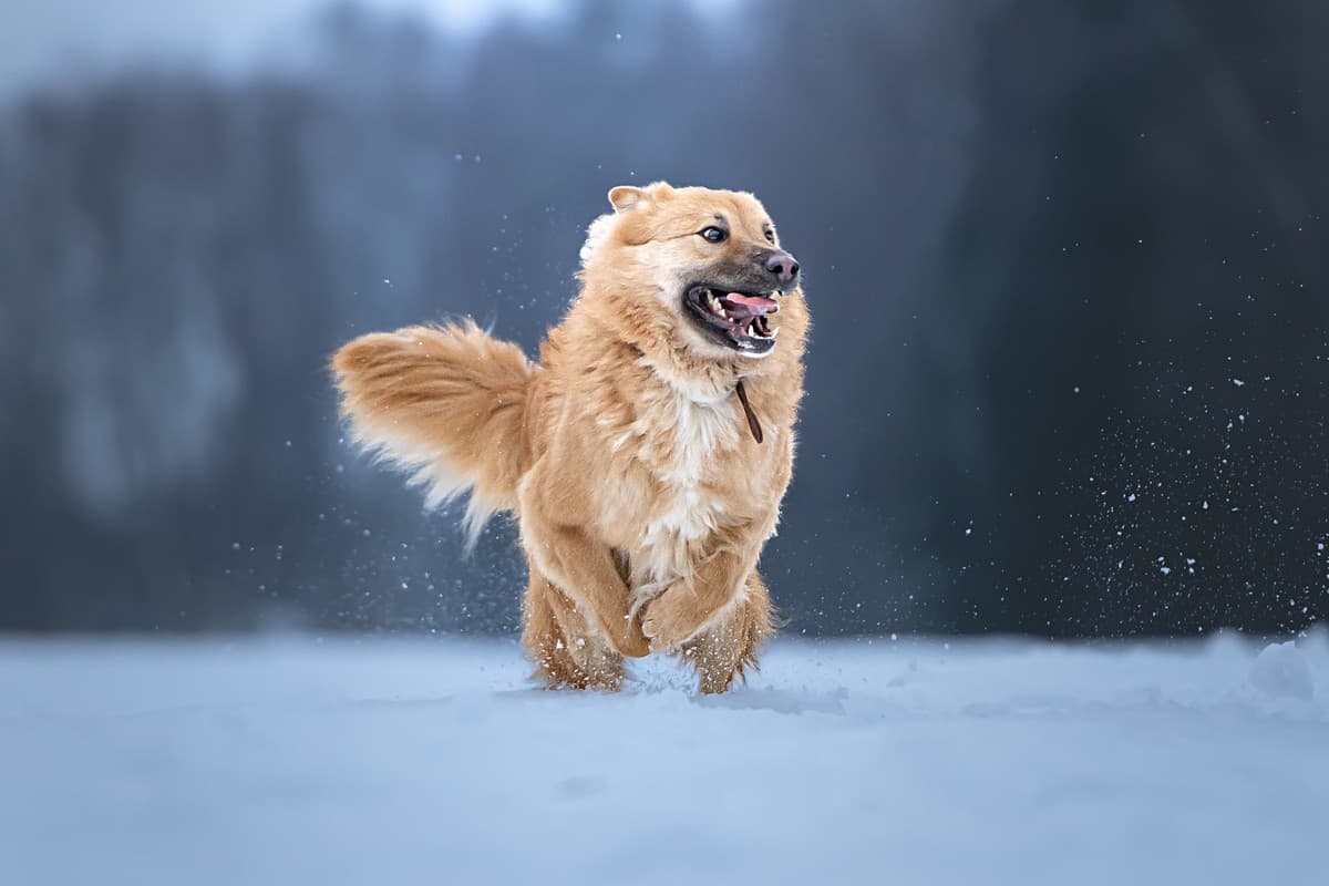 Дюшес медиа 7